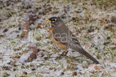 Robin in late april snowfall
