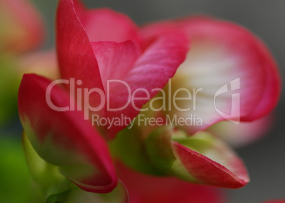 Begonia Flowers in Soft Light