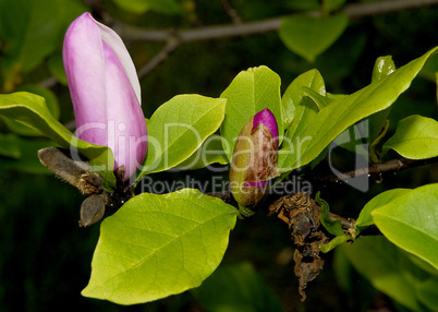 Magnolia Flower, Bud, Leaves