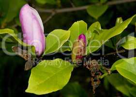 Magnolia Flower, Bud, Leaves