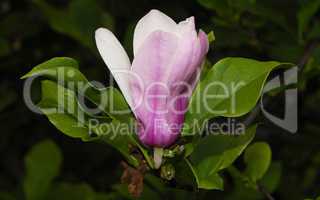 Magnolia Blossom