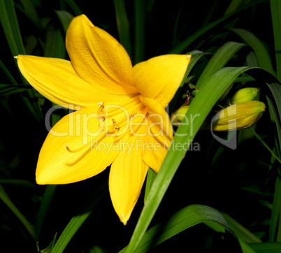 Lily in Full Bloom