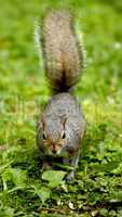 Gray Squirrel with Raised Tail