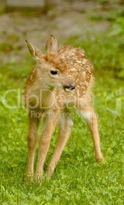 White-tailed Deer Fawn