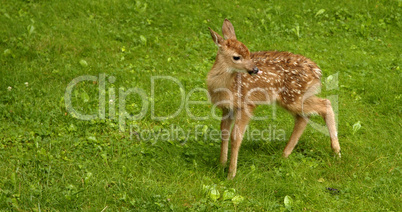 White-tailed Deer Fawn