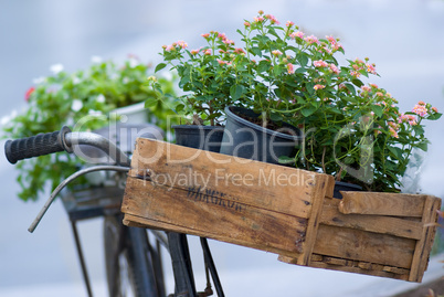 Flowers on an old bicycle