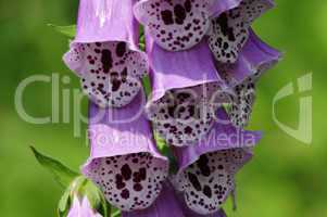 Poisonous Foxglove flower close-up