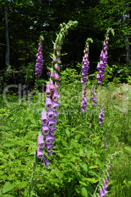 Poisonous purple Foxglove