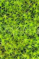 Princess pine or ground moss