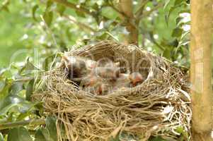 Hatchling baby birds in nest