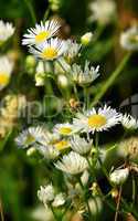Daisy Fleabane Wildflowers