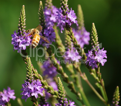 Bee on Blue Vervain Wildflowers