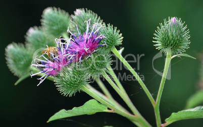 Common Burdock Wildflowers