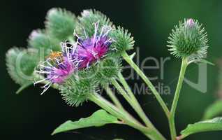 Common Burdock Wildflowers