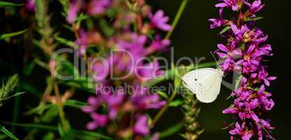 Cabbage Butterfly, Purple Loosetrif