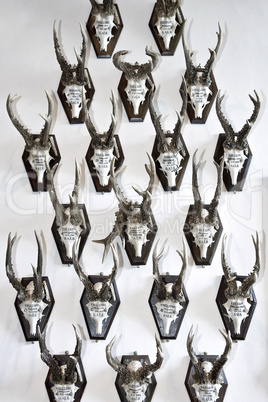 Trophies on the wall