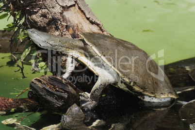 Hilaire's Side-necked Turtle