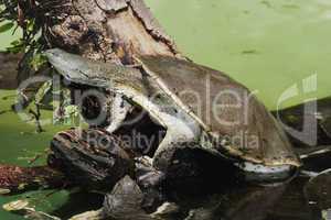 Hilaire's Side-necked Turtle