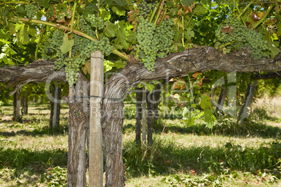 Vigorous vine in Umbria Italy