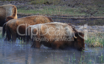 BISONS GRAZING IN WATER
