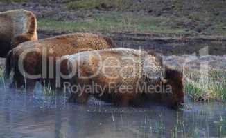 BISONS GRAZING IN WATER