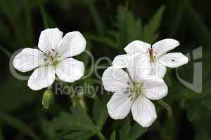 YNP RICHARDSON'S GERANIUM