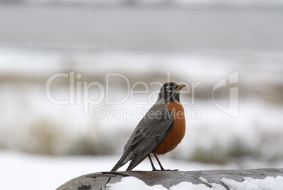 ROBIN IN SNOW