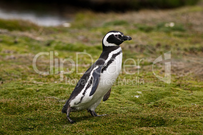 Magellenic Penguin