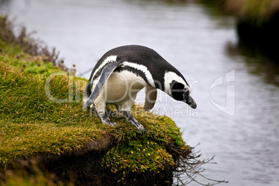 Diving Magellenic Penguin