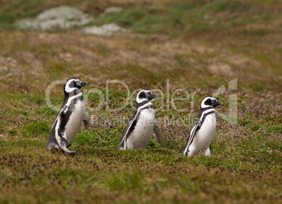 Three Magellenic penguins walking in line, Otway Sound, Chile.