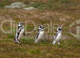 Three Magellenic penguins walking in line, Otway Sound, Chile.