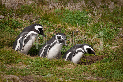 Three Magellenic penguins heading i