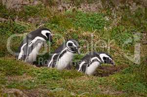 Three Magellenic penguins heading i