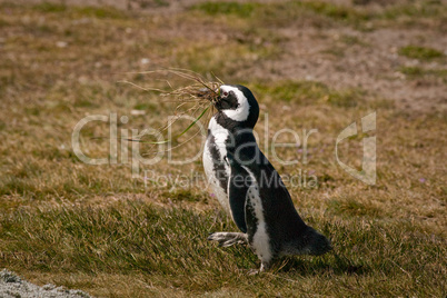 Magellenic Penguin nesting
