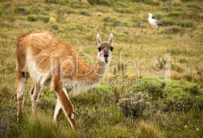 Guanaco, staring