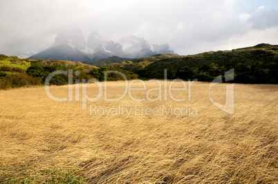 Meadow and Cuernos del Paine