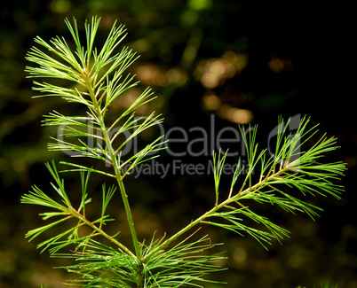 White Pine Tree, Branch and Needles