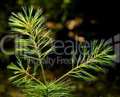 White Pine Tree, Branch and Needles