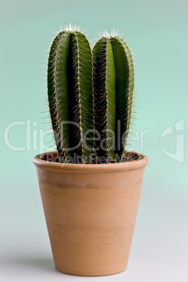 Cereus cactus in a flowerpot