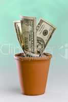 Growing dollar notes in a flowerpot