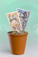 Growing danish cash money in a flow