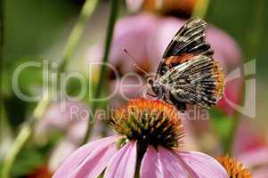 Red Admiral Butterfly on Pink Coneflower