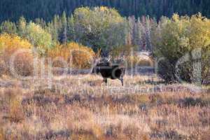 Bull Moose walking away 3331