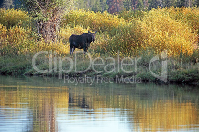 Moose cow by pond