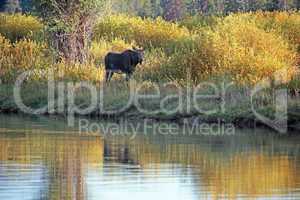 Moose cow by pond