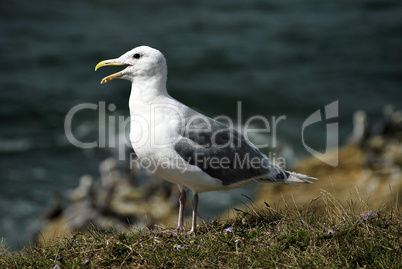 Sea Gull 0n Cliff