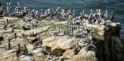 Pelican Colony on Rocky Cliff