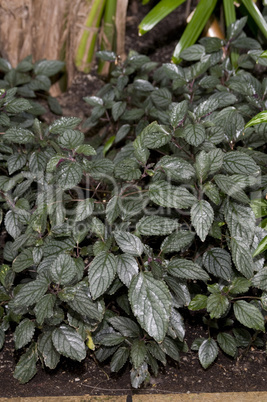 Silver waffle plant