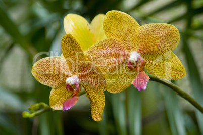 Hybrid orchid, Phalaenopsis