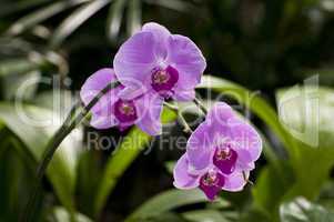 Hybrid orchid, Phalaenopsis